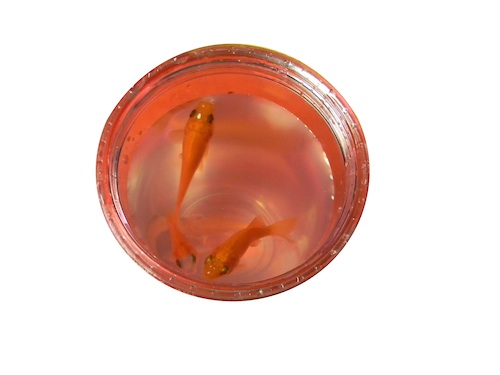 fish
